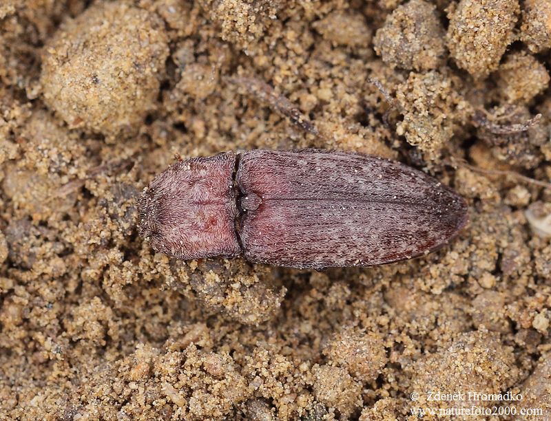 kovařík šedý, Agrypnus murinus (Brouci, Coleoptera)